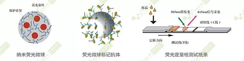 熒光定量快速檢測(cè)原理 