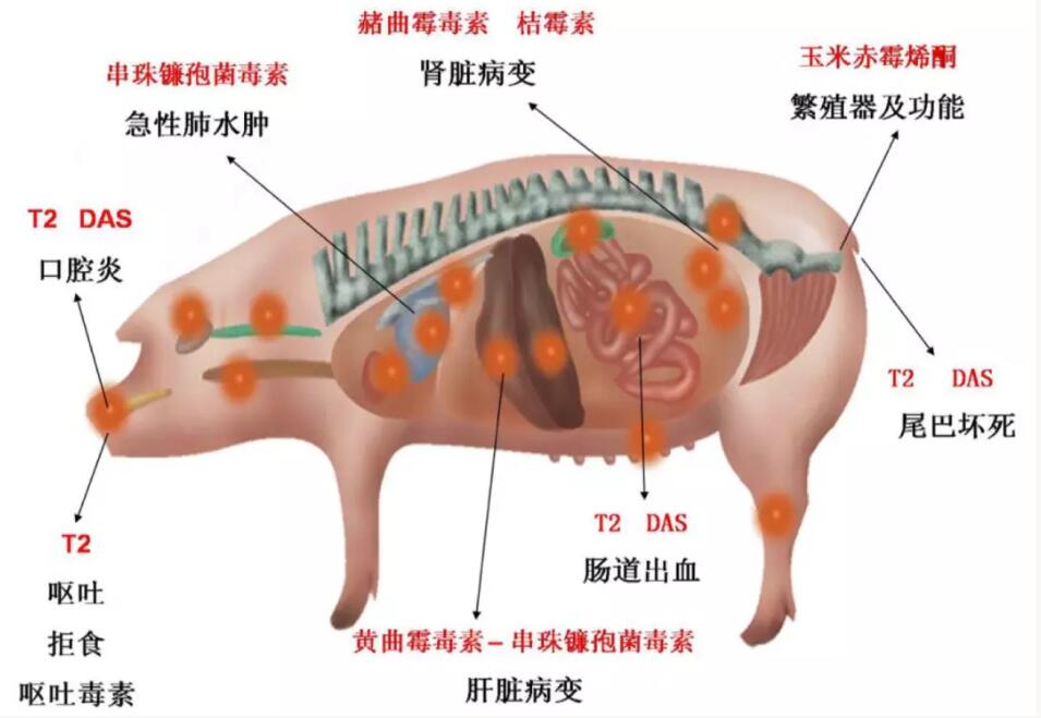 霉菌毒素對動物機體造成的危害