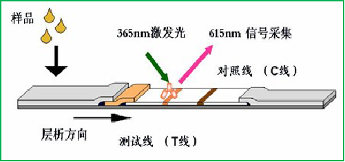 熒光定量檢測(cè)技術(shù)