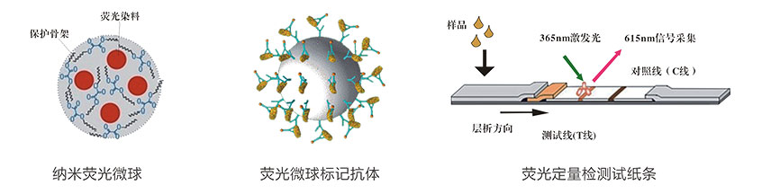 葉酸(VB9)熒光定量快速檢測試紙條檢測原理